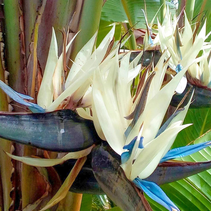 Cream Strelitzia Reginae Seeds Flower Seeds for Planting – Low Maintenance, Heirloom, Non-GMO Home Garden