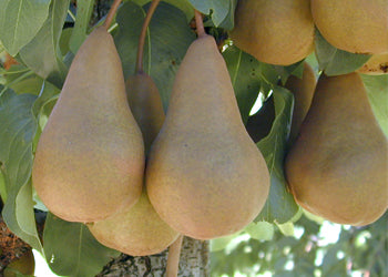 Golden Russet Pear Fruit Seeds for Planting – Heirloom, Non-GMO Unique Sweet Hybrid Garden Seeds