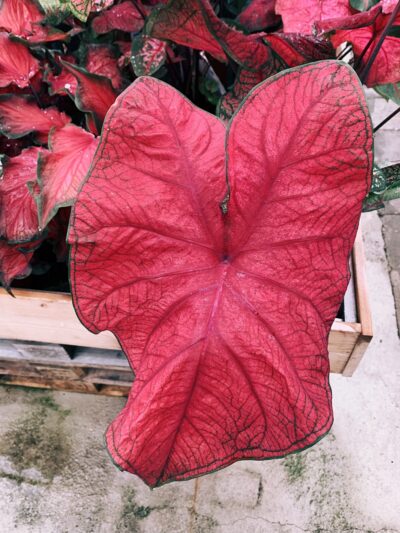 Red Fancy Leaf or Brandywine Caladium Leaf Seeds for Planting – Heirloom Non-GMO, High Germination Organic Garden Seeds