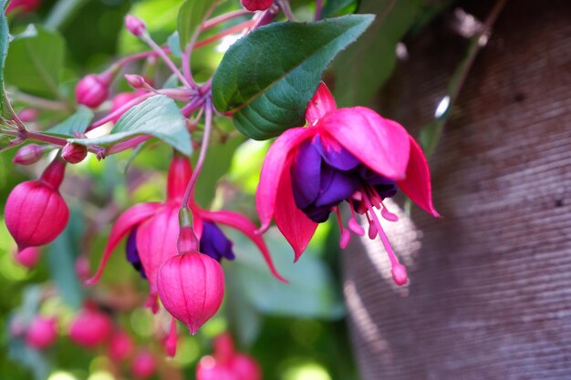 Purple Pink Fuchsia Flower Seeds for Planting – Heirloom, Non-GMO, High Germination Seeds