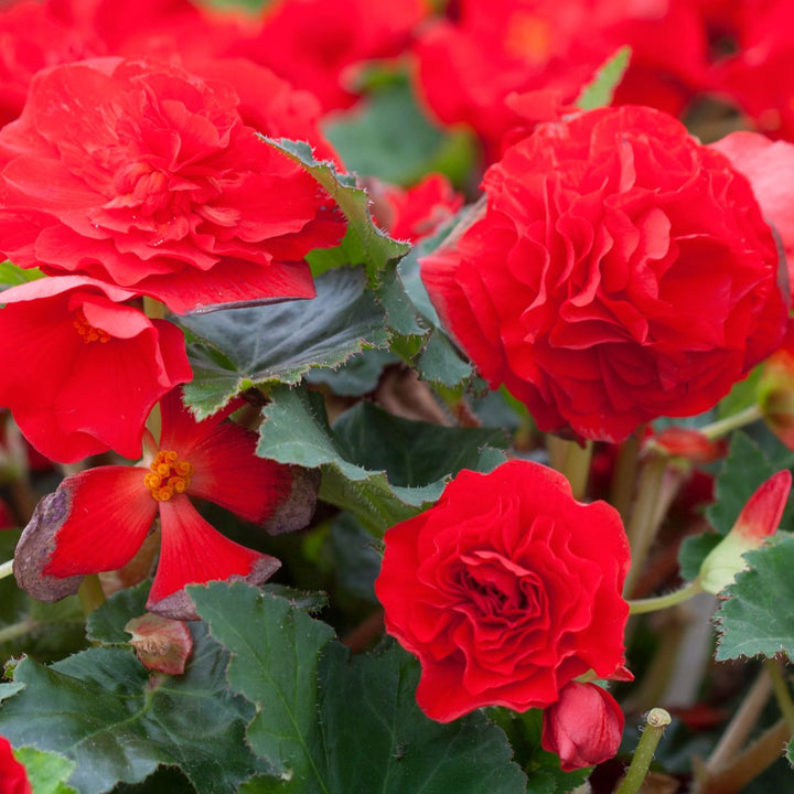 Tuberous Begonia Red Flower Seeds for Planting – Heirloom, Non-GMO, High Germination Garden Seeds