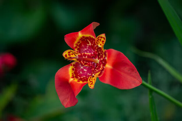 Red Tigridia Pavonia Flower Seeds for Planting – Heirloom Non-GMO, High Germination Organic Garden Seeds