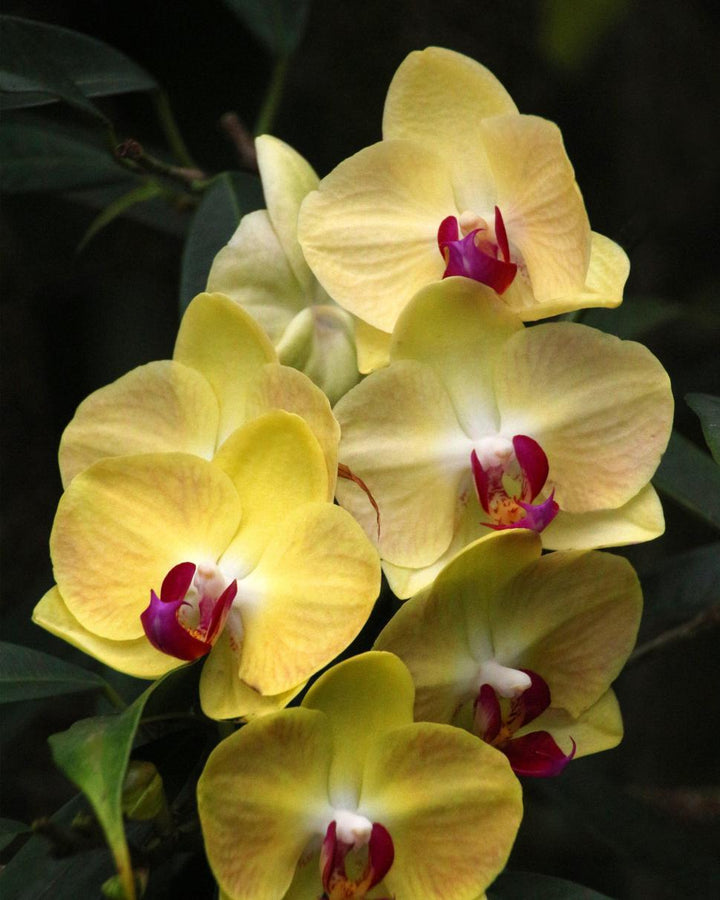 Light Yellow Phalaenopsis Flower Seeds for Planting – Heirloom, Non-GMO High Germination Seeds