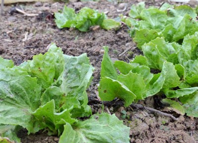 Broadleaf Batavian Endive Seeds for Planting – Heirloom, Non-GMO, Crisp Leafy Vegetable – High Germination