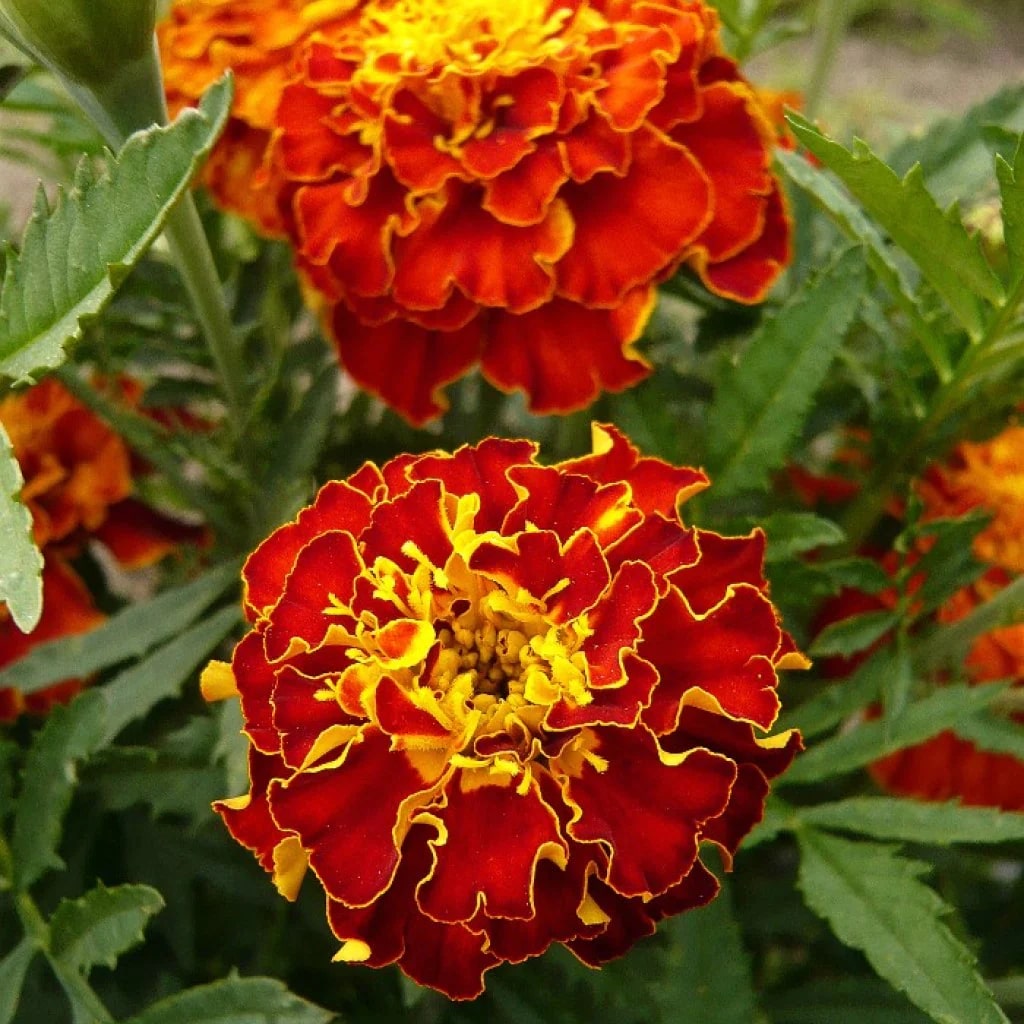 Red Yellow Marigold Flower Seeds for Planting – Heirloom, Non-GMO, High Germination Organic Garden Seeds