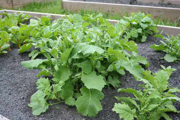 Broccoli Raab Seeds – Heirloom Non-GMO Leafy Green Vegetable Seeds for Planting, Organic Garden Seeds
