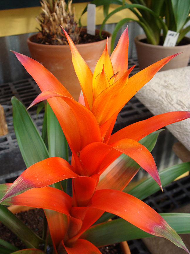 Orange Bromeliad Tillandsia Bulbosa Flower Seeds for Planting | Heirloom Non-GMO High Germination