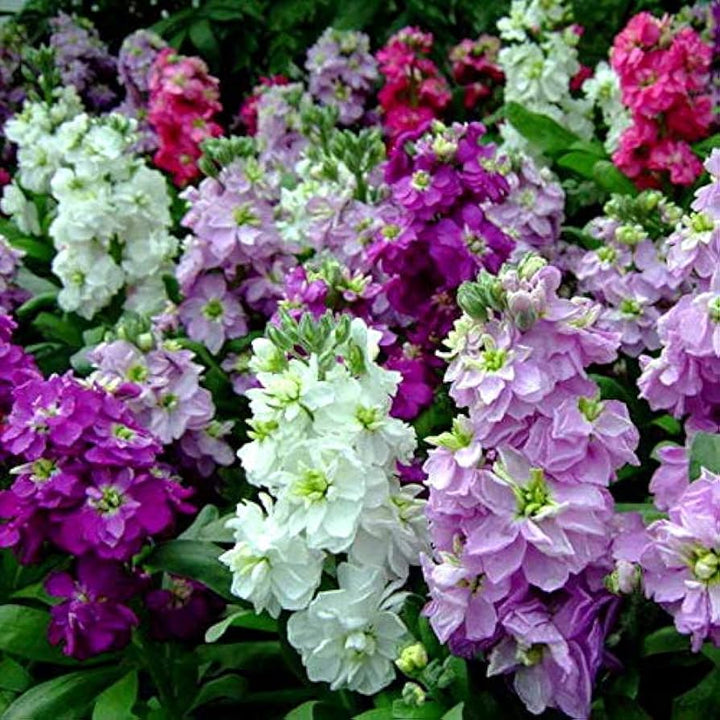 Matthiola Incana Multi-Colour Flower Seeds for Planting – Heirloom Non-GMO, High Germination Organic Garden Seeds