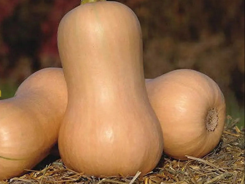 Brown Gourd Seeds – Heirloom Non‑GMO Edible & Ornamental Vegetable Garden Seeds for Planting, Organic Garden Seeds