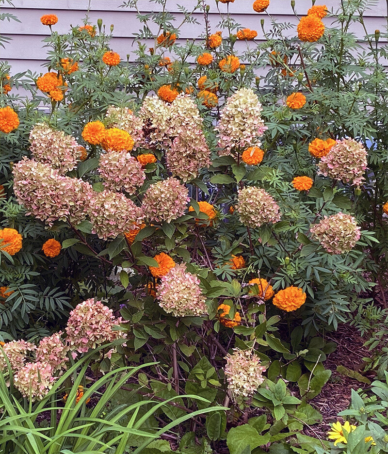 Brown Hydrangea Flower Seeds for Planting – Heirloom Non-GMO, High Germination Organic Garden Seeds