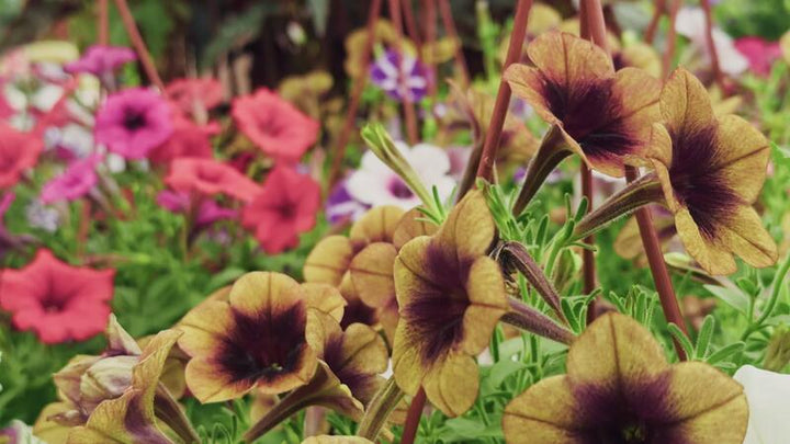Brown Petunia Flower Seeds for Planting – Heirloom, NON-GMO Seeds – Growth – High Germination Organic Garden Seeds