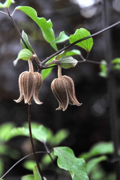 Brown Clematis Flower seeds for Planting – Premium Quality Heirloom Non-GMO Seeds for Home Garden