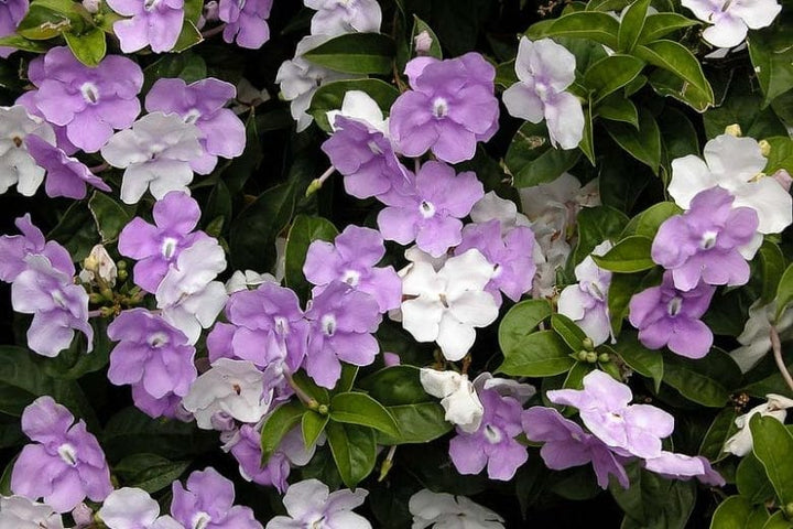 Brunfelsia Flower Seeds for Planting – Heirloom Non-GMO High Germination Organic Garden Seeds