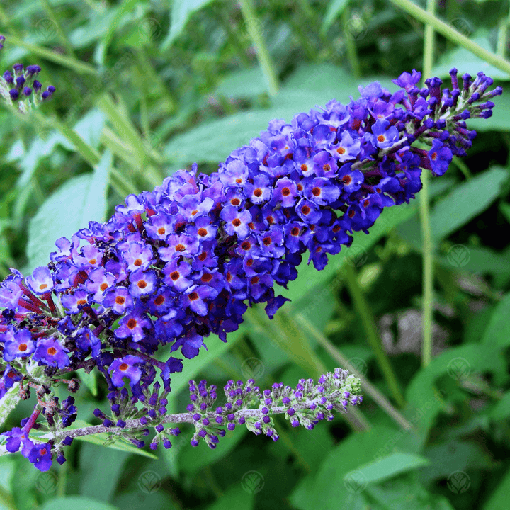 Flower Seeds, Seeds,Seeds For Planting,Plant Seeds