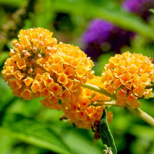 Yellow Red Buddleia Flower Seeds for Planting – Heirloom, Non-GMO, High Germination Garden Seeds