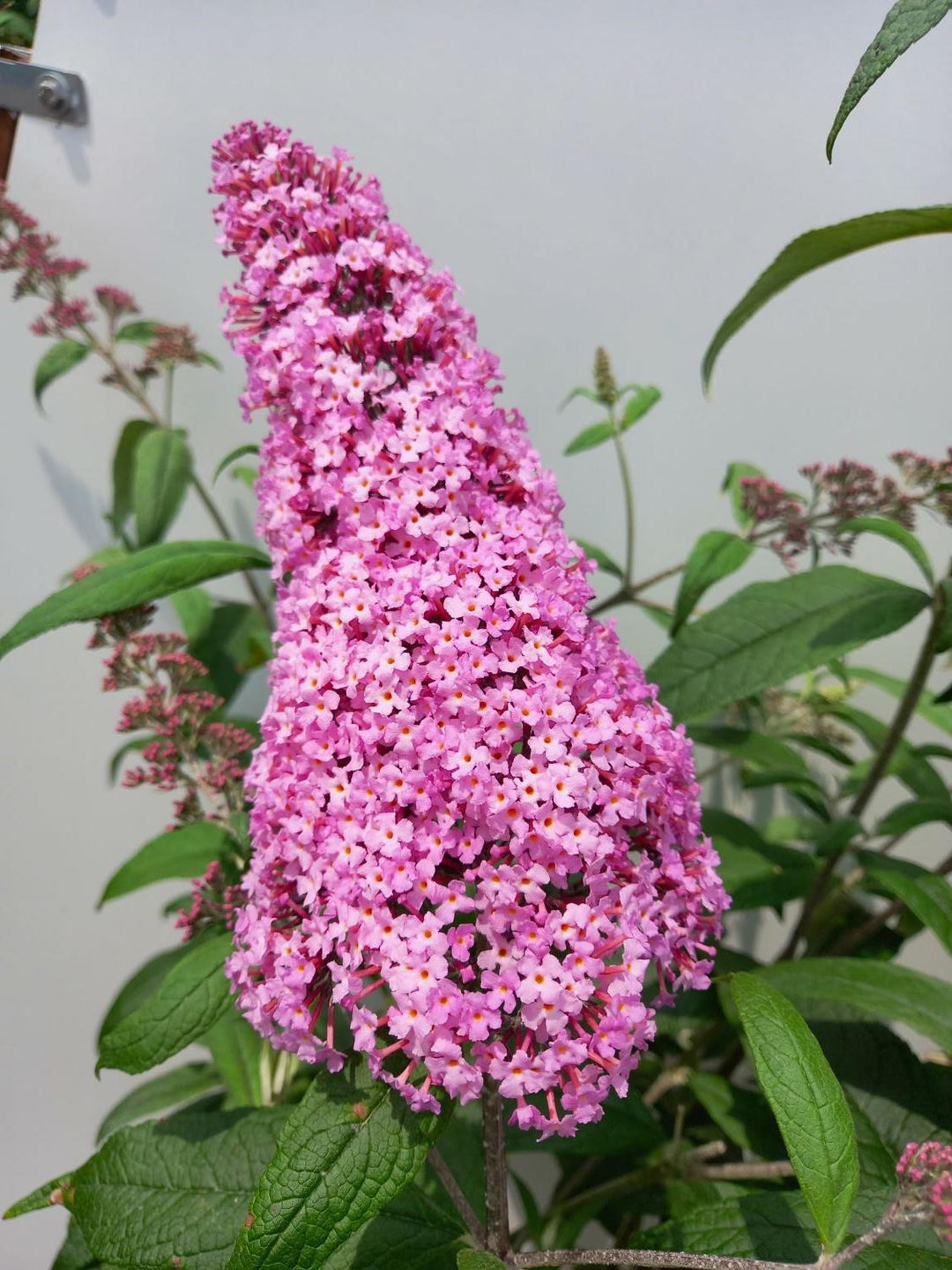 Pink Buddleia Flower Seeds for Planting - Heirloom, Non-GMO, Shade Tolerant, High Germination Seeds for Home Garden