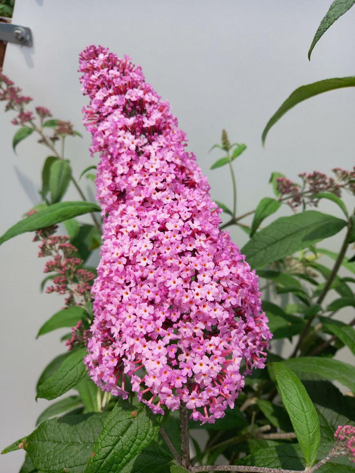Pink Buddleia Flower Seeds for Planting - Heirloom, Non-GMO, Shade Tolerant, High Germination Seeds for Home Garden