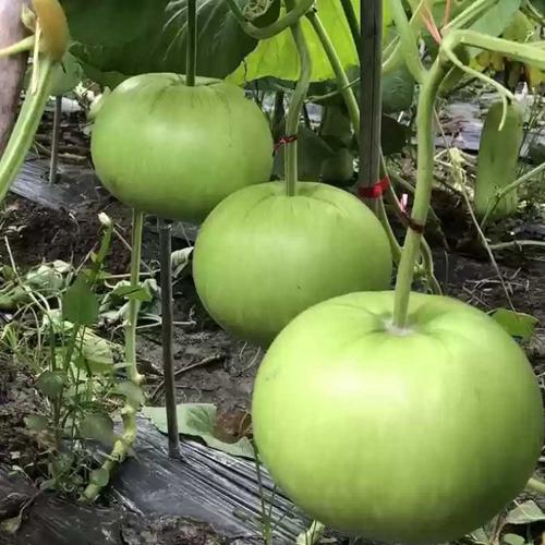 Round Bottle Gourd Seeds – Heirloom Non-GMO Nutritious Calabash Vegetable Seeds for Planting, Organic Garden Seeds