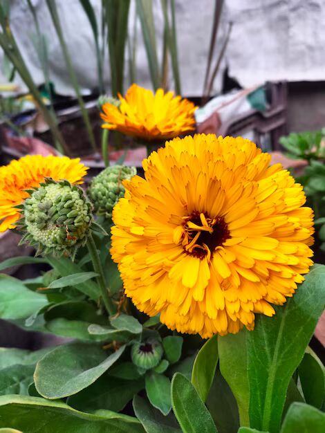 Brown Yellow Zinnia Flower seeds for Planting – Hardy Variety, Heirloom &amp; Non-GMO Seeds for Home Garden