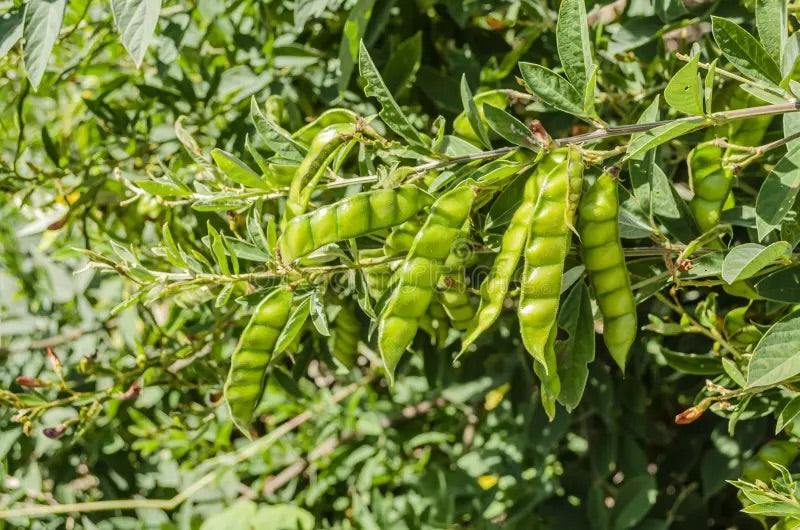 Cajanus Seeds for Planting – Heirloom Non-GMO Nutritious Legume – Organic Garden Seeds, High Germination