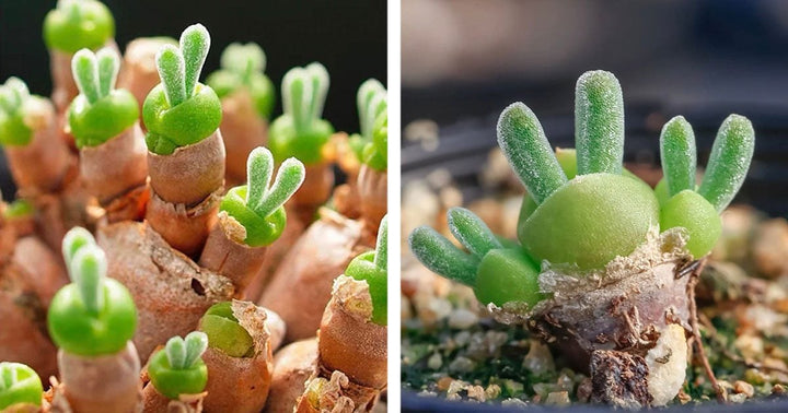 Rabbit Ears Succulent Flower Seeds – Heirloom Non-GMO Seeds for Unique Garden Planting