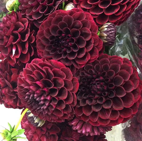 Dark Maroon Dahlia Flower Seeds for Planting – Heirloom, Non-GMO, High Germination Organic Garden Seeds