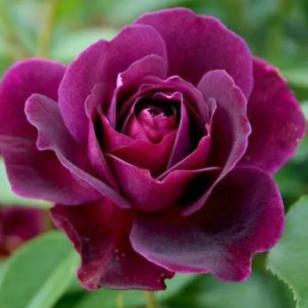 Maroon Red Rare Rose Flower Seeds for Planting – Heirloom, Non-GMO, High Germination Organic Garden Seeds