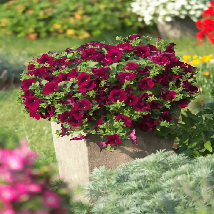 Burgundy Petunia Flower Seeds for Planting – Heirloom, Non-GMO, Shade Tolerant Organic Garden Seeds