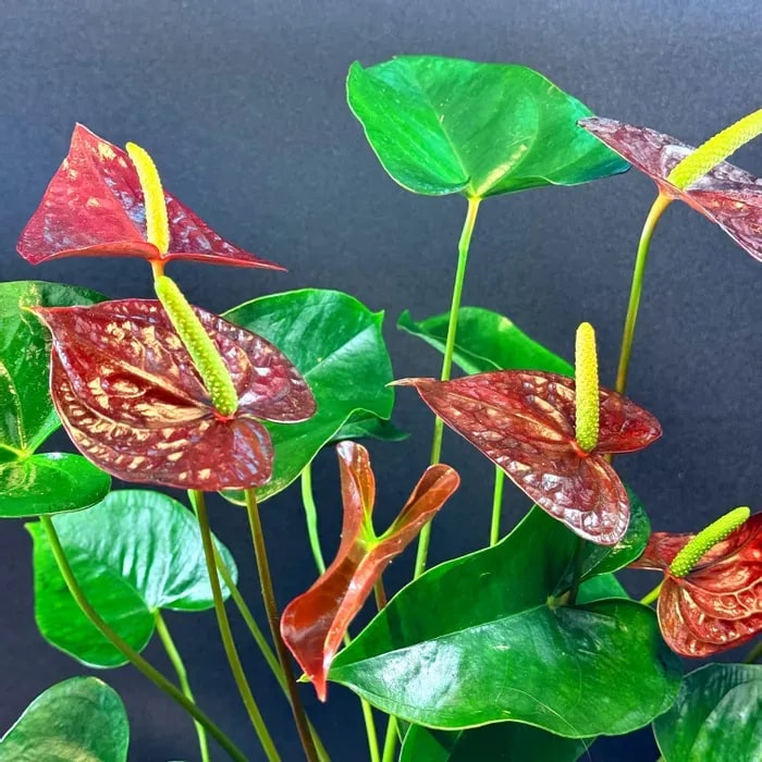 Burgundy Anthurium Flower Seeds for Planting – Heirloom, Non-GMO, Cottage Garden Essential, High Germination