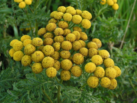 Tansy Flower Seeds for Planting – Heirloom Non-GMO, High Germination, Organic Garden Seeds