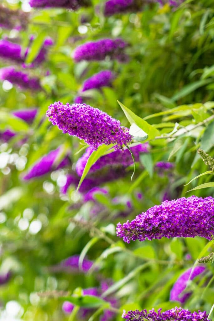 Cream Buddleia Flower Seeds for Planting – Butterfly Bush Seeds for Vibrant Blooms