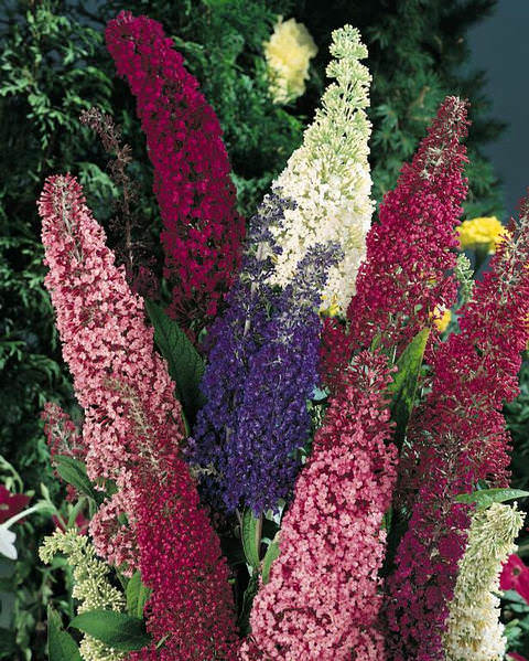 Mixed Butterfly Bush Flower Seeds for Planting – Heirloom Non-GMO, High Germination Organic Garden Seeds