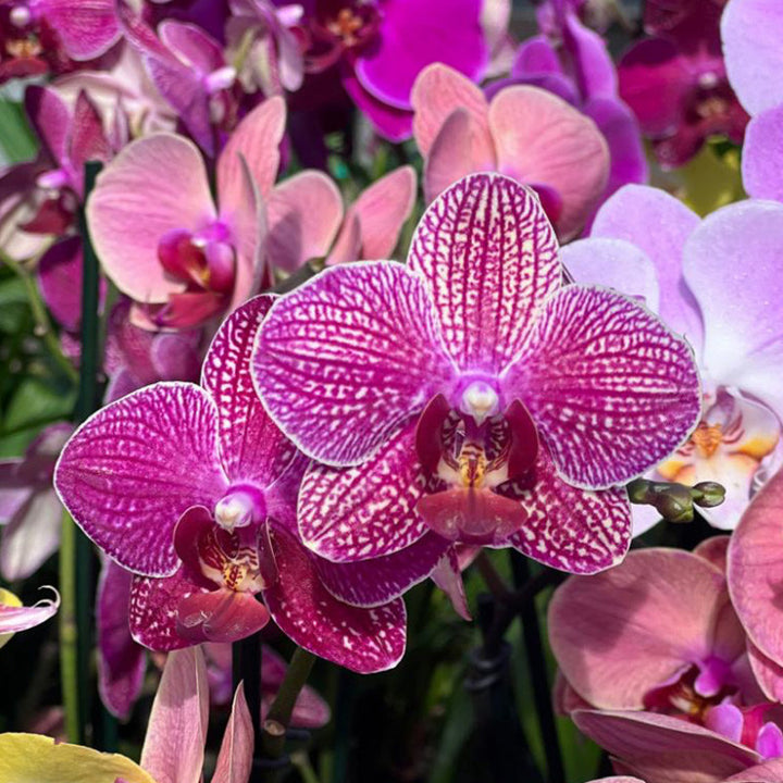 Butterfly Orchid Flower Seeds for Planting - Shade Tolerant, Heirloom & Non-GMO Organic Garden Seeds - High Germination