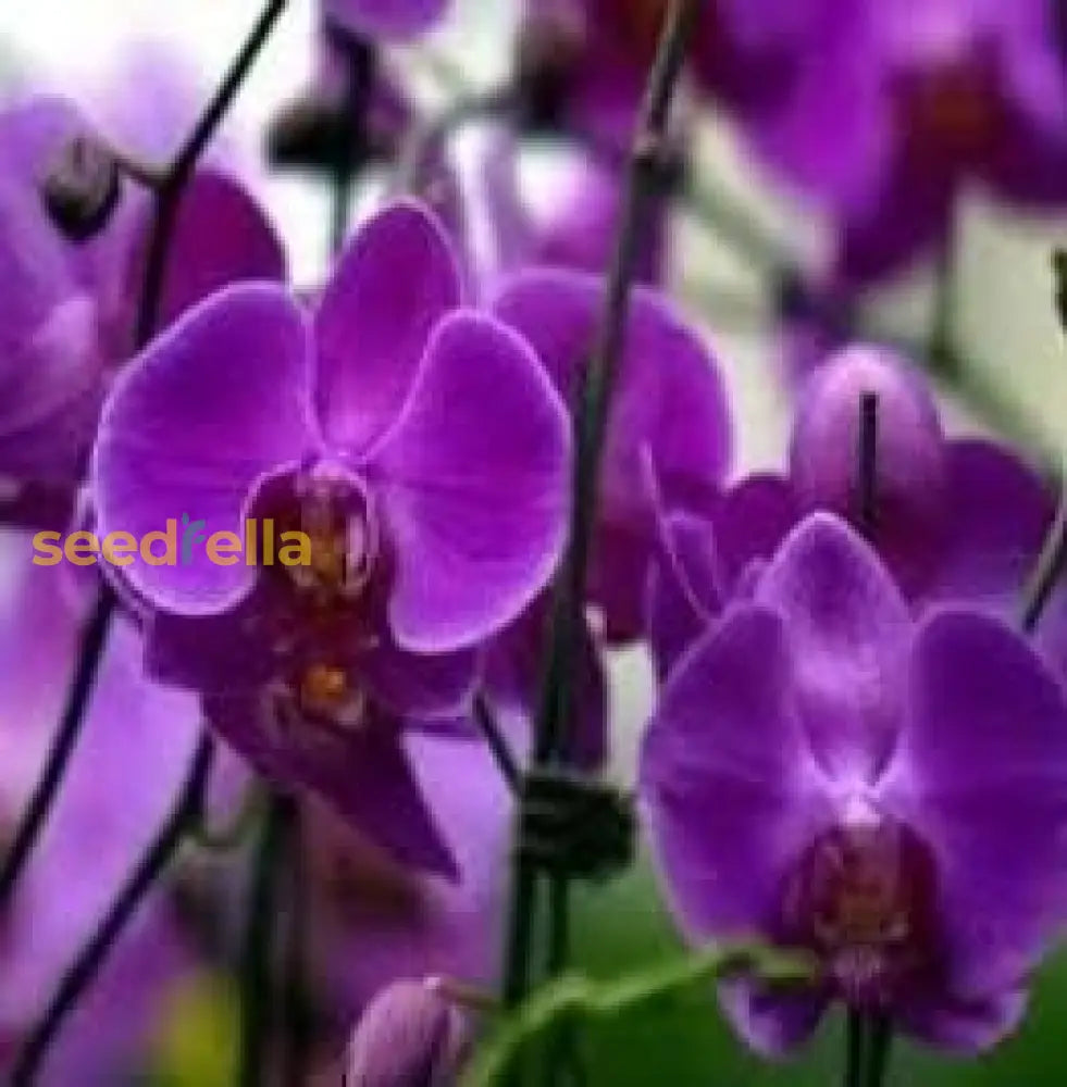 Butterfly Orchid Flower seeds for Planting - Bright Blooms, Heirloom & GMO Free Seeds for Home Garden, 100pcs