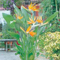 Reginae Flower Seeds for Planting – Sun-Loving Heirloom, Non-GMO, High Germination Garden Seeds
