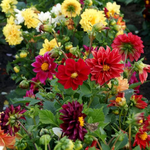 Mixed Color Dahlia Flower Seeds for Planting – Heirloom Non-GMO Organic Garden Seeds