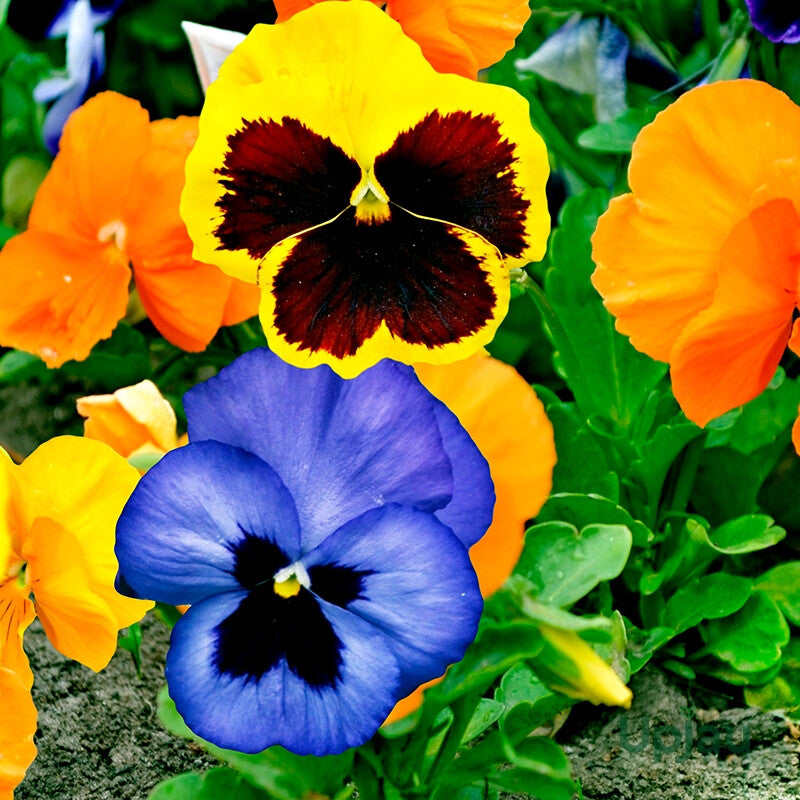 Tricolor Pansy Flower Seeds for Planting – Heirloom Non-GMO, High Germination Organic Garden Seeds
