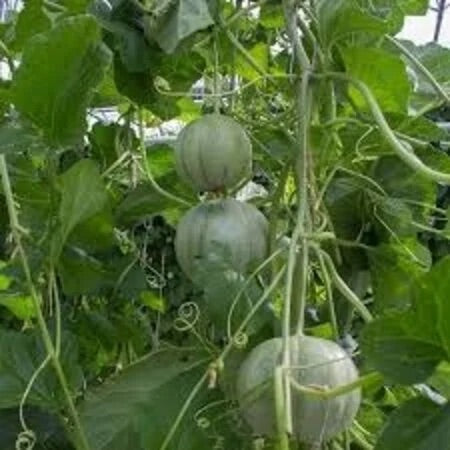Charentais Melon Seeds – Heirloom Non-GMO Sweet French Cantaloupe Seeds for Planting, Organic Garden Seeds