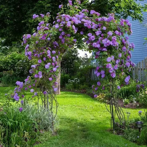 Purple Climbing Rose Seeds Flower Seeds for Planting – Heirloom Non-GMO High Germination