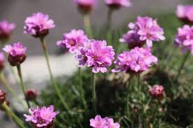 Armeria Flower Seeds for Planting – Heirloom, Non-GMO, High Germination Organic Garden Seeds (100pcs)