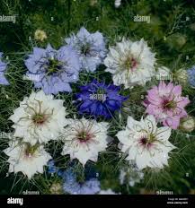 Nigella Persian Flower Seeds for Planting – Heirloom, Non-GMO, High Germination Organic Garden Seeds (100pcs)