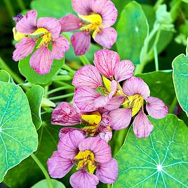 Pale Pink Nasturtium Flower Seeds for Planting – Heirloom, Non-GMO, Shade Tolerant, High Germination