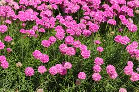 Armeria Flower Seeds for Planting – Heirloom, Non-GMO, High Germination Organic Garden Seeds (100pcs)