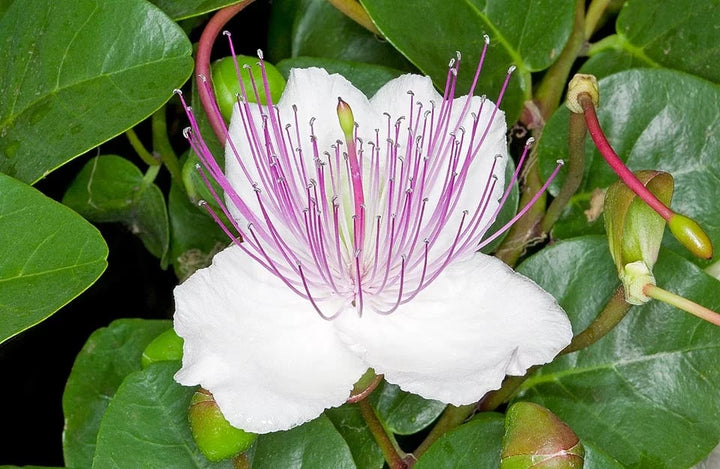 Capparis Spinosa Flower Seeds for Planting – Wildflower Mix, Heirloom, Non-GMO, Organic Garden Seeds
