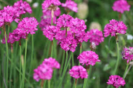 Armeria Flower Seeds for Planting – Heirloom, Non-GMO, High Germination Organic Garden Seeds (100pcs)