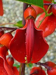 White Erythrina Crista Galli Flower Seeds for Planting – Heirloom, Non-GMO, High Germination Organic Garden Seeds (100pcs)