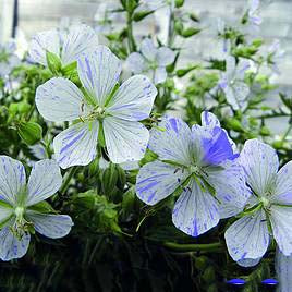 Blue Mix Pelargonium Peltatum Flower Seeds for Planting – Heirloom, Non-GMO, High Germination Cut Flower Variety