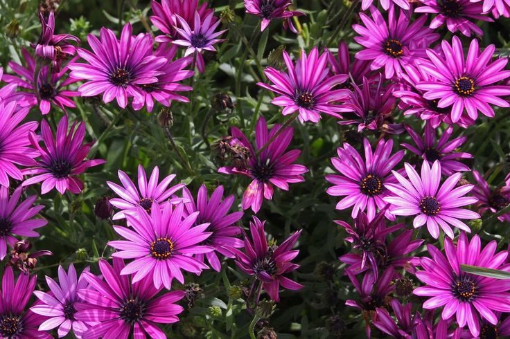 Light Violet Gazania Flower Seeds for Planting – Heirloom, Non-GMO, Garden Favorite, High Germination