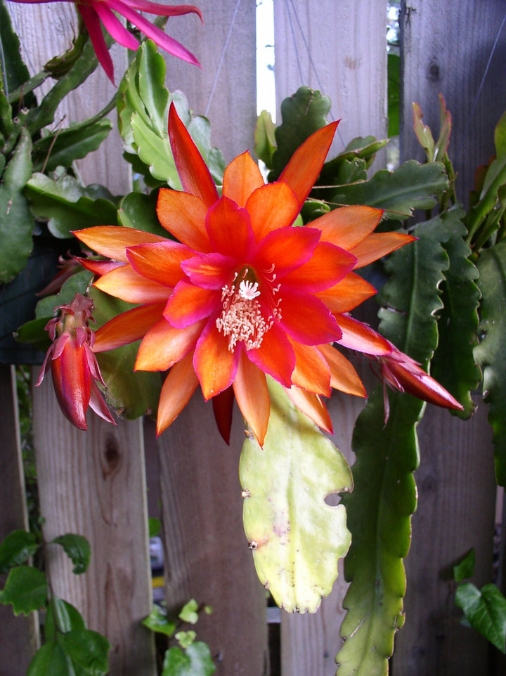 Orange Epiphyllum Oxypetalum Flower Seeds for Planting – Heirloom, Non-GMO, High Germination Garden Seeds