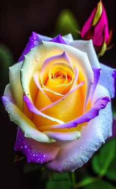 Feston Purple Yellow Rose Flower Seeds for Planting – Heirloom Non-GMO, High Germination Organic Garden Seeds